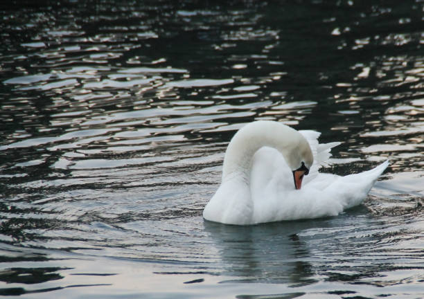 istock White swan on the water cleaning ora feathers 1294146483