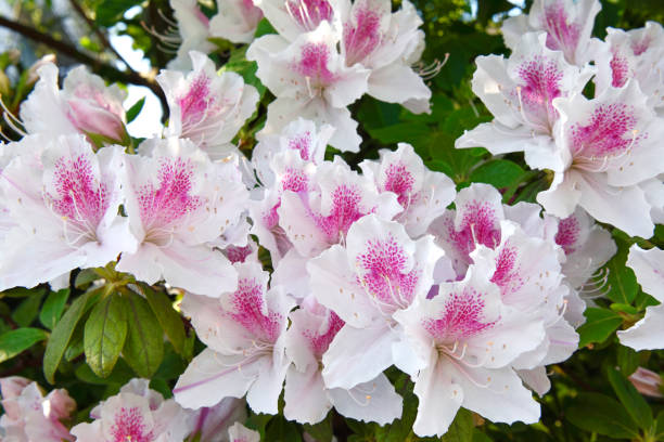 Azalea in full bloom Beautiful azalea in full bloom azalea stock pictures, royalty-free photos & images