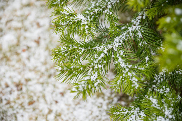 istock Snow Covered Pine Tree Branches Close Up. Christmas evergreen spruce tree with fresh snow in garden.Selective focus 1294149020