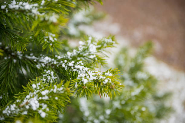 istock Snow Covered Pine Tree Branches Close Up. Christmas evergreen spruce tree with fresh snow in garden.Selective focus 1294149027