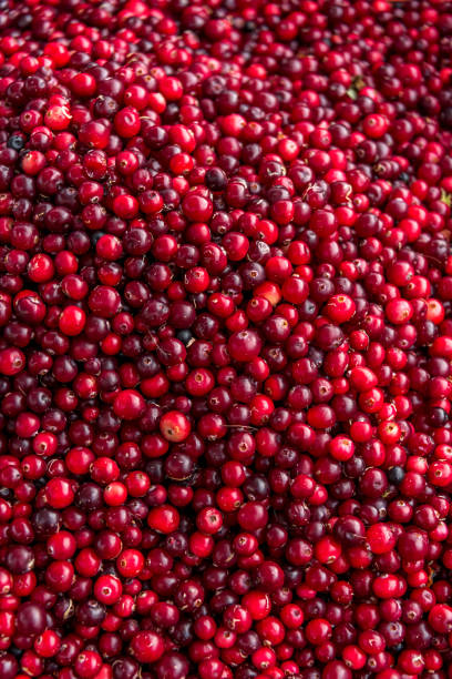 cranberry  on a wooden board.  grow in north countries.