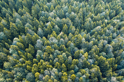 Aerial view on green mixed (pine & beech) forest.