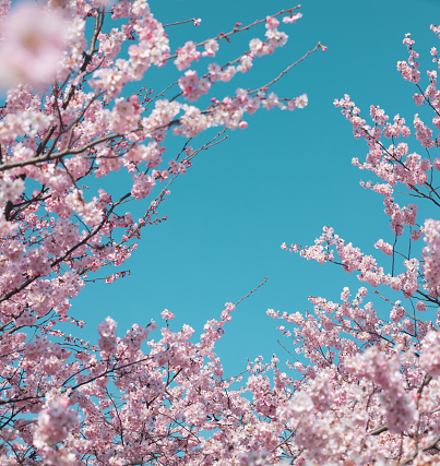 Spring background with pink cherry blossoms.