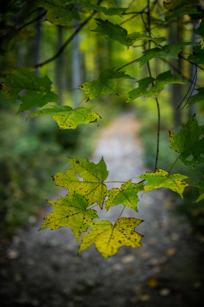 Green Leaves Just Starting to Turn in Fall in Cuyahoga Valley National Park
