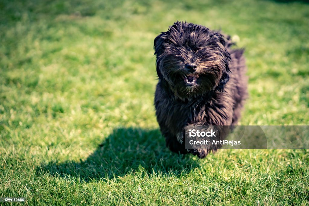 Black havanese dog Black havanese dog running on lawn Havanese Stock Photo