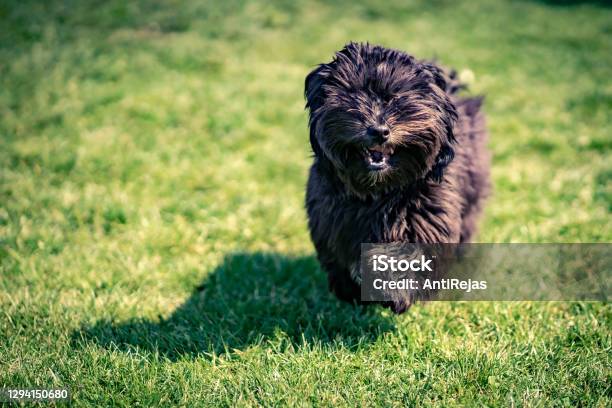 Black Havanese Dog Stock Photo - Download Image Now - Havanese, Dog, Blindness