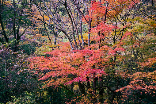 Clear stream of Kikuchi Gorge and autumn leaves