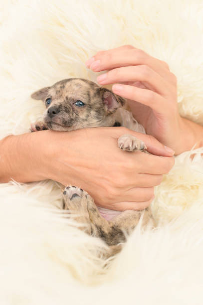 istock woman's hands hug and caress a small puppy 1294153560