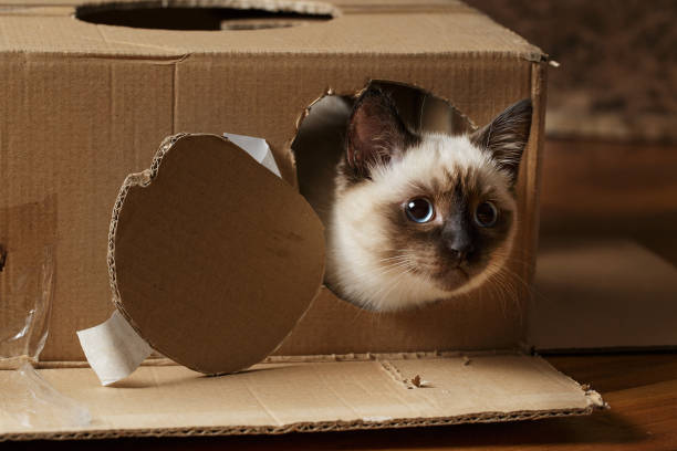 istock Cat sitting in cardboard box, playful kitty 1294154305