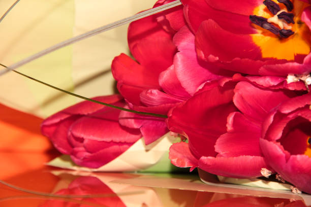 istock Red Tulip petals on a bright background. 1294154375
