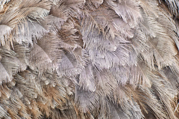 background, texture of ostrich feathers. - ostrich bird wind fluffy imagens e fotografias de stock