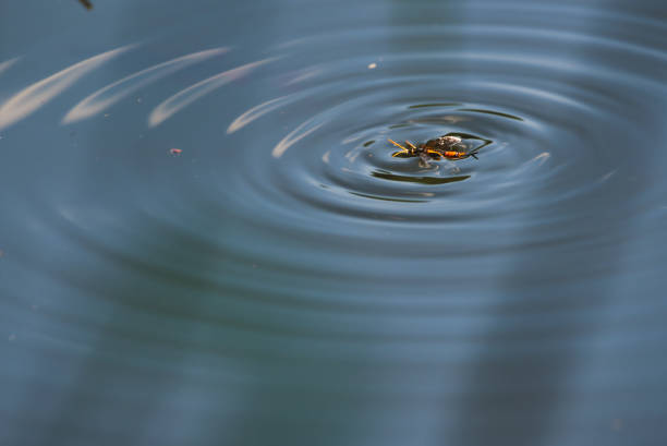 istock circles on water with yellow-black worm 1294154634