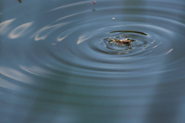 istock circles on water with yellow-black worm 1294154793