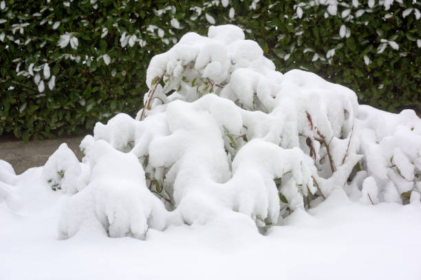 Heaps of snow falling on photinia hedge in wintertime