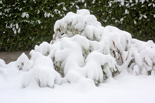 A lot of snow on branches of common yew shrub in January