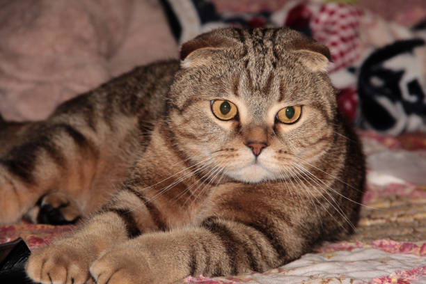 istock Striped Scottish fold. Beautiful house cat. A cat with big eyes. 1294155747