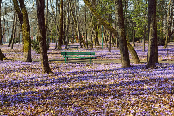 istock Springtime. Crocus flowers in town park. Montenegro, Cetinje town 1294156130
