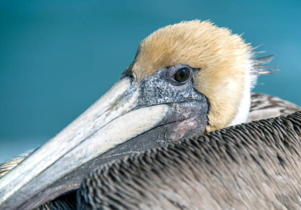 istock Brown Pelican, ocean background 1294157533