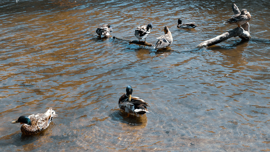 Ducks warm themselves in the sun and clean their feathers in the river on a summer's day.