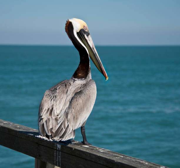 istock Brown Pelican, ocean background 1294157559