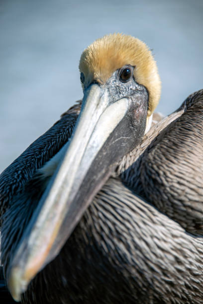 istock Brown Pelican, ocean background 1294158143