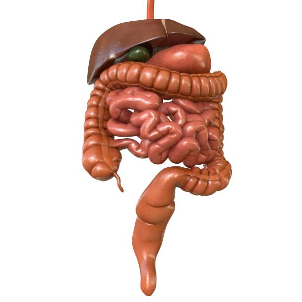 istock Human Digestive System Anatomy For Medical Concept 3D 1294158185