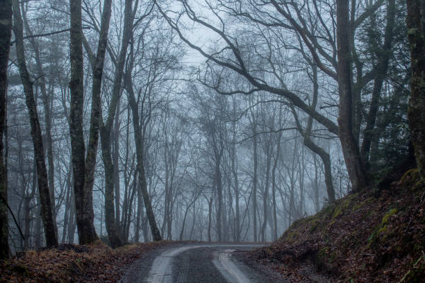 istock Foggy mountain road with silhouette trees 1294158220
