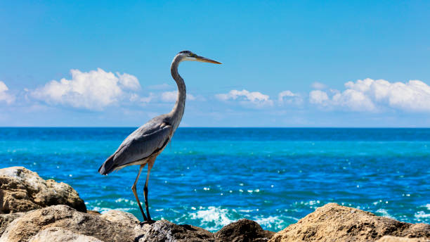istock Heron standing on the cliffs and looking towards the ocean 1294158420