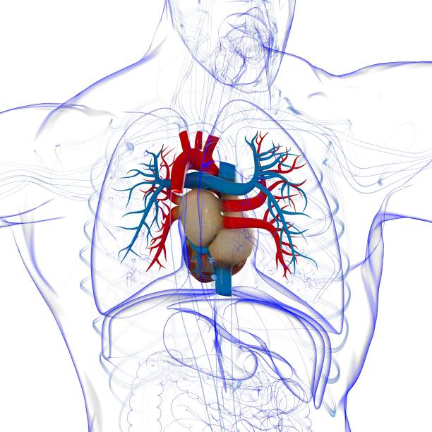istock Human Heart Anatomy For Medical Concept 3D Rendering 1294159200