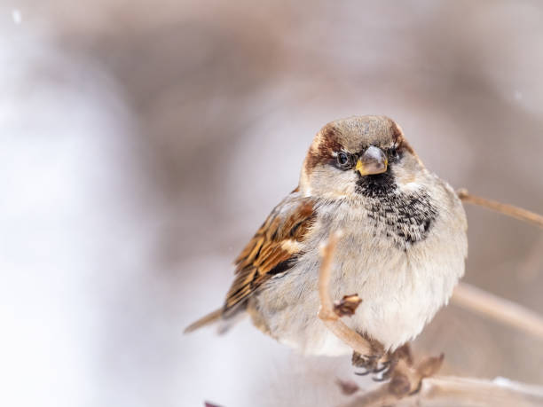 istock Sparrow sits on a branch without leaves. 1294160321