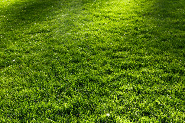 istock Green grass with highlights from the sun. 1294160609