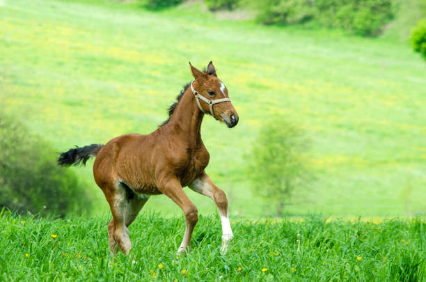 Cute warmblood foal galloping - horses in the paddock