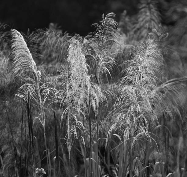 istock Traditional grass flowers around a forest area 1294162464