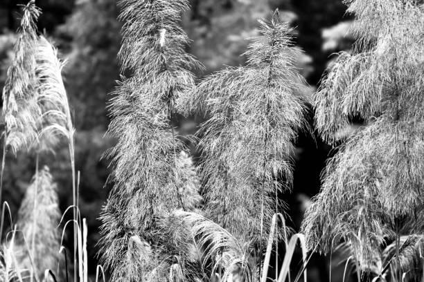 istock Traditional grass flowers around a forest area 1294162470