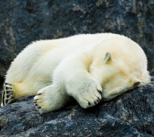 Animals: polar bear having a rest on white snow