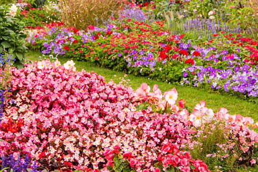 Beautiful flower bed in summer