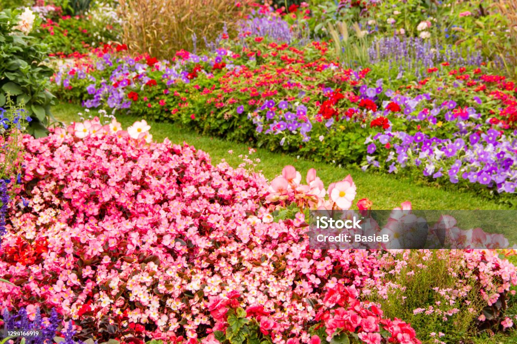 Footpath through the flower bed Beautiful flower bed in summer Flowerbed Stock Photo