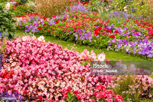 Footpath Through The Flower Bed Stock Photo - Download Image Now - Flowerbed, Geranium, Petunia