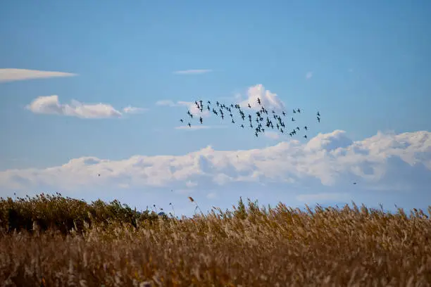Photo of Flock of ducks flying over the reeds