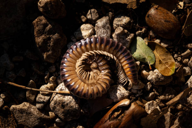 istock A curled centipede, a diplopoda 1294169118