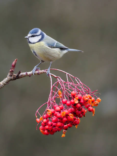 istock Blue tit, Cyanistes caeruleus 1294169298