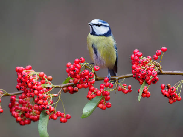 istock Blue tit, Cyanistes caeruleus 1294169301