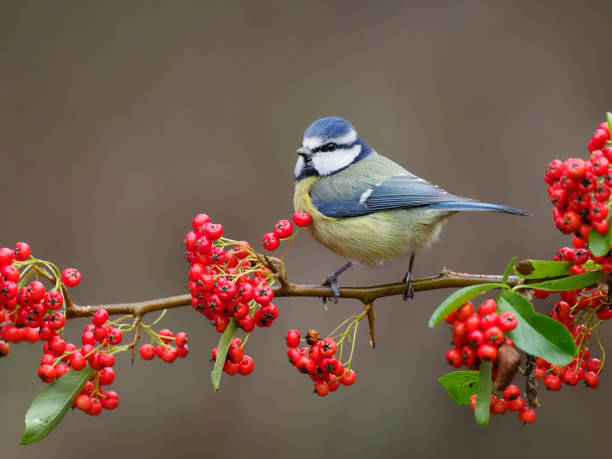 istock Blue tit, Cyanistes caeruleus 1294169305