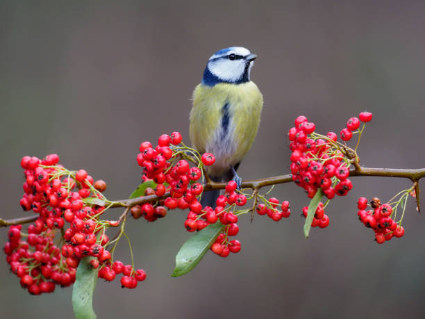 istock Blue tit, Cyanistes caeruleus 1294169306