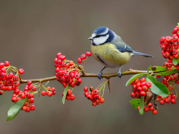 istock Blue tit, Cyanistes caeruleus 1294169309