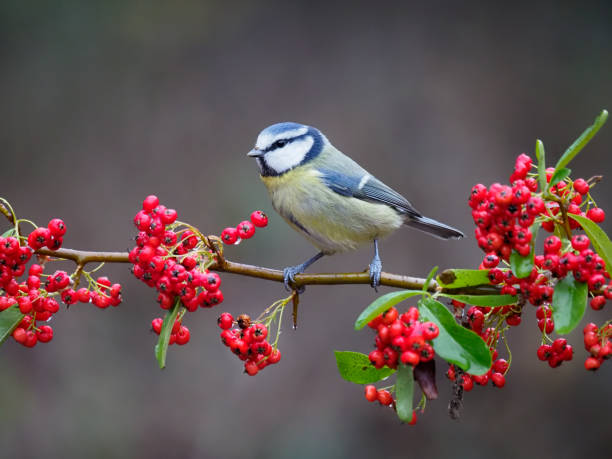 istock Blue tit, Cyanistes caeruleus 1294169312