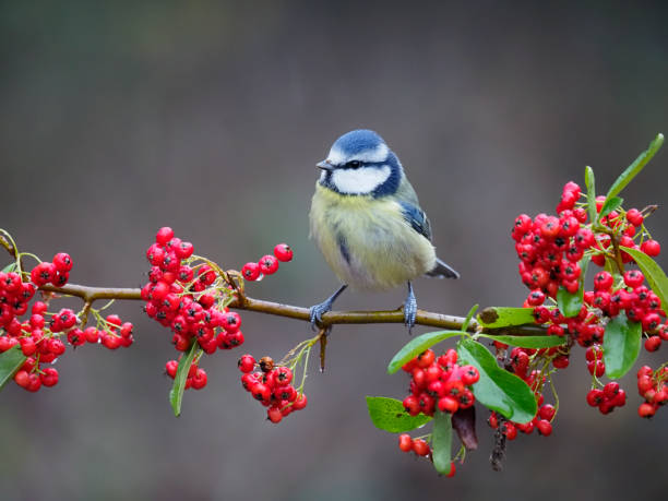istock Blue tit, Cyanistes caeruleus 1294169313
