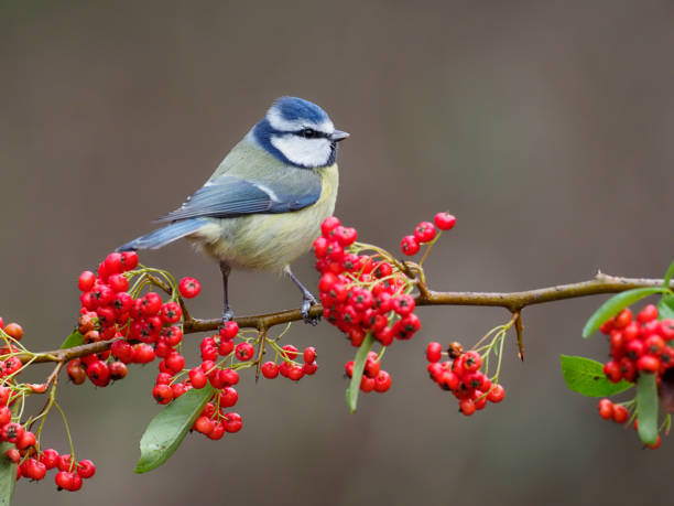 istock Blue tit, Cyanistes caeruleus 1294169318