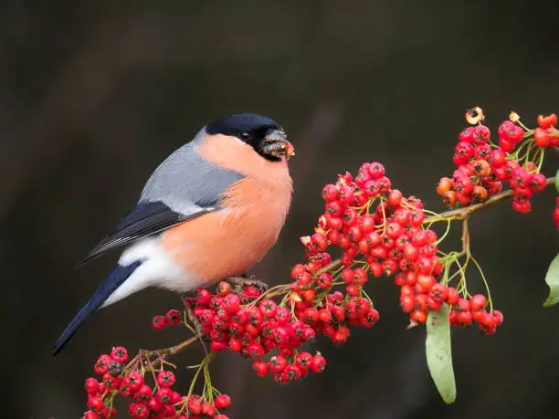 Eurasian bullfinch, Pyrrhula pyrrhula, single male on berries, Warwickshire, December 2020