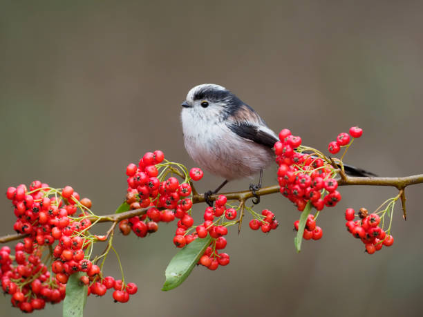 istock Long-tailed tit, Aegithalos caudatus 1294169351